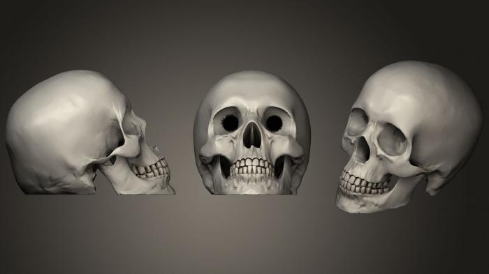 Anatomy of skeletons and skulls (ANTM_0660) 3D model for CNC machine